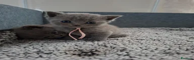 British Shorthair 3