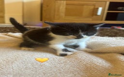 Mixed Breed cats for sale:  Beautiful Mixed-Breed Kittens🐾 - Image 7
