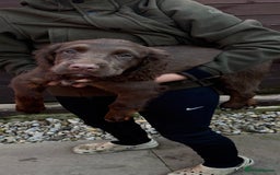 Cocker Spaniel dogs for sale: Working cocker spaniels  - Image 35