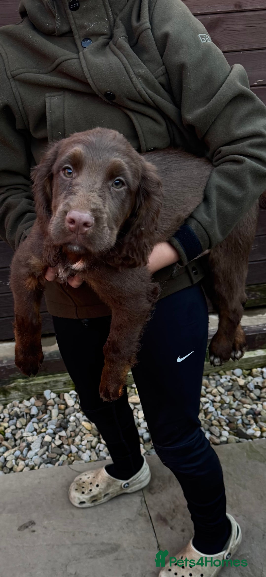 Cocker Spaniel dogs for sale: Working cocker spaniels  - Image 35