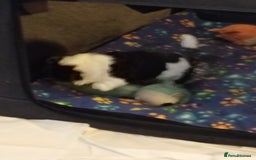 Shih Tzu dogs for sale: Beautiful male full shihzue puppies needing homes - Image 10
