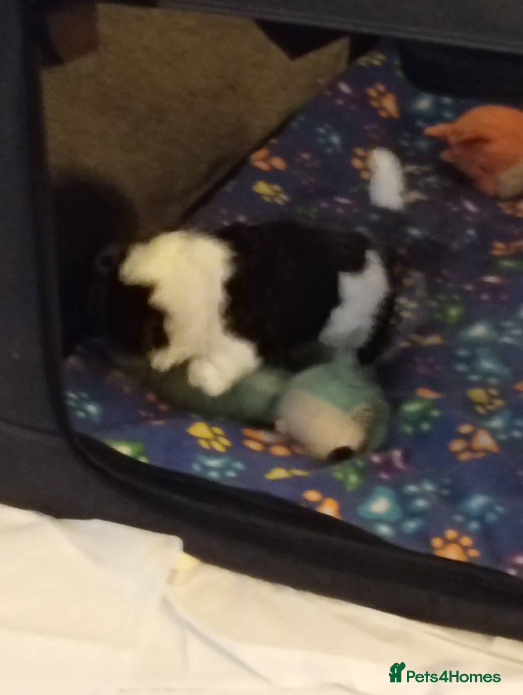 Shih Tzu dogs for sale: Beautiful male full shihzue puppies needing homes - Image 10