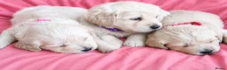 Golden Retriever dogs for sale: Girls Cream Golden Retriever  - Advert 1