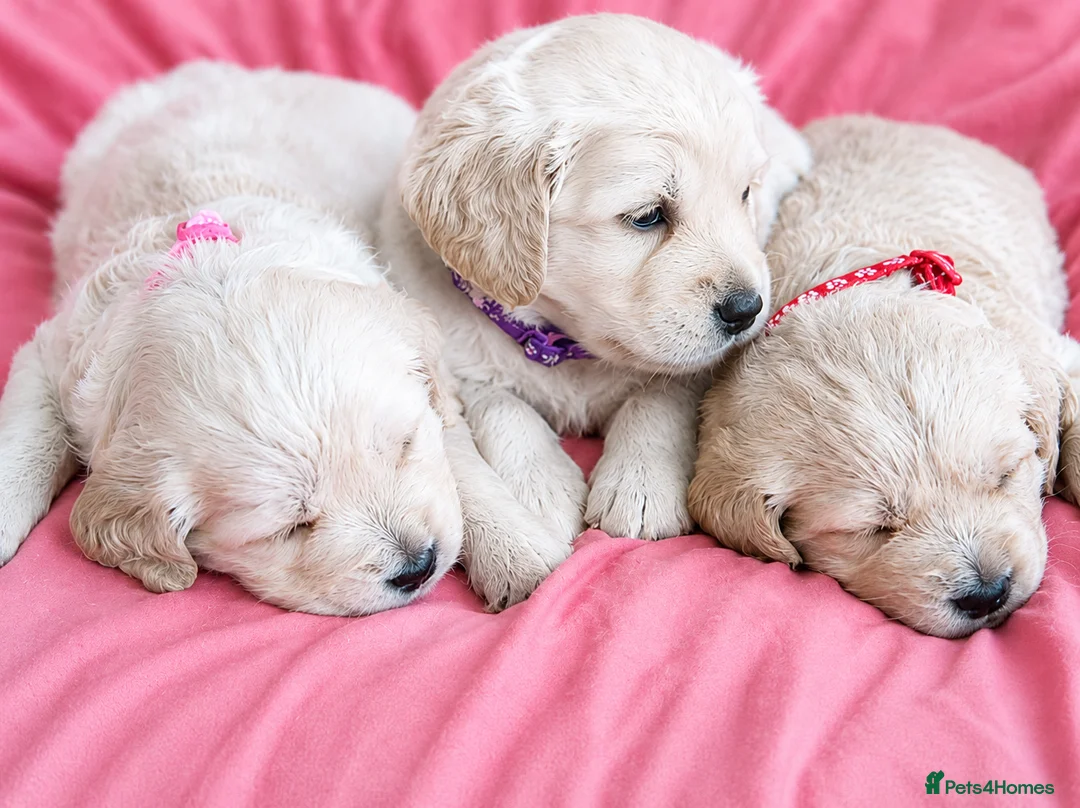 Golden Retriever dogs for sale: Girls Cream Golden Retriever  - Advert 1