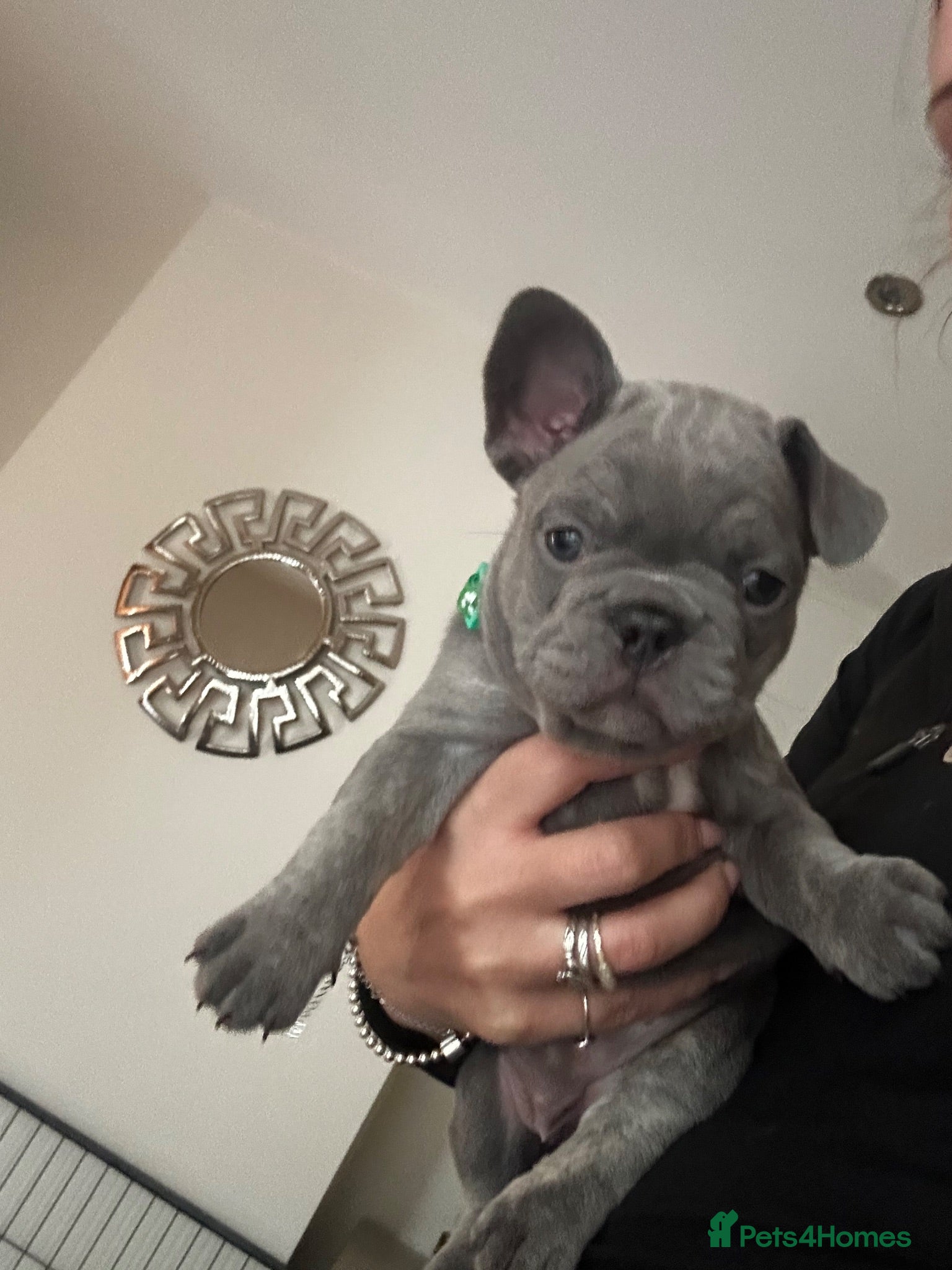 French Bulldog dogs Beautiful French Bulldog Puppies  - Advert 2
