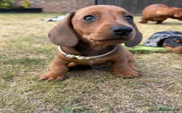 Miniature Dachshund dogs for sale: Almost ready to leave!Amazing Miniature Dachshunds in Doncaster - Image 4