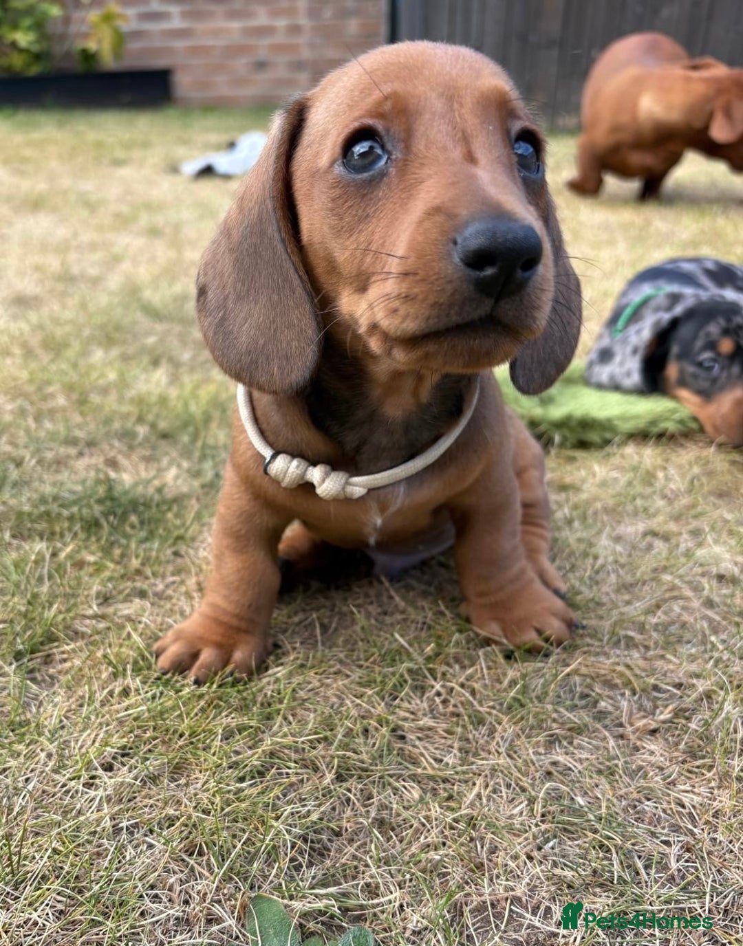 Miniature Dachshund dogs for sale: Almost ready to leave!Amazing Miniature Dachshunds in Doncaster - Image 4