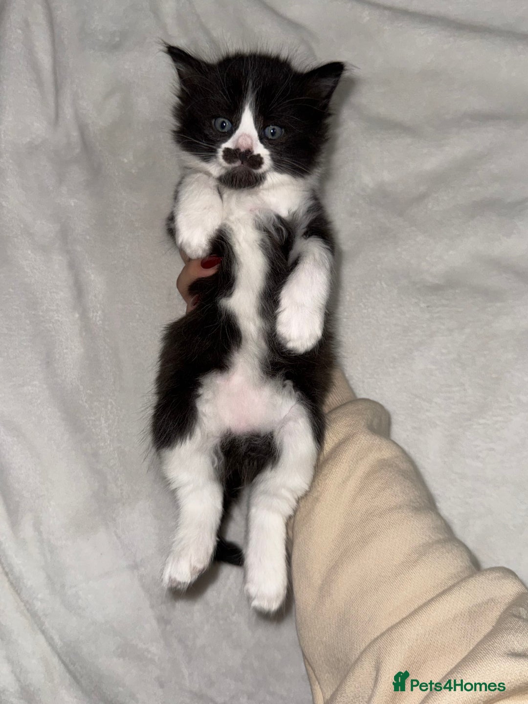 Ragdoll cats for sale: Ragdoll Mix Litter - Advert 9