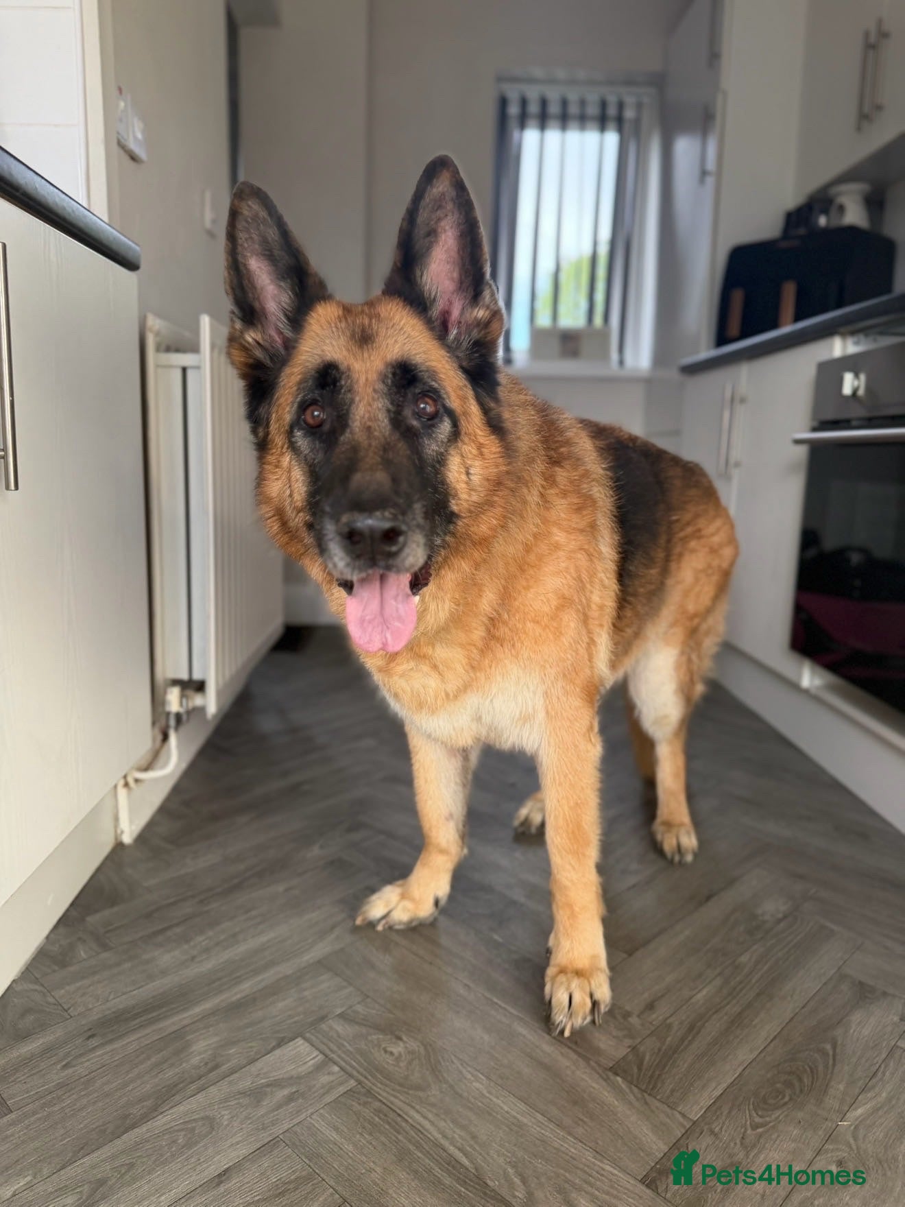 German Shepherd dogs German shephered REHOME - Advert 12
