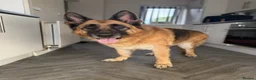 German Shepherd dogs for sale: German shephered REHOME in South Shields - Advert 1