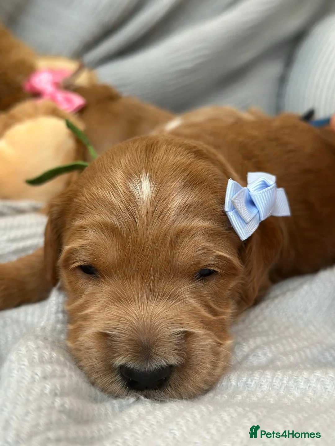 Goldendoodle dogs for sale: WAITING LIST- Australian Labradoodle RED&White TUX - Advert 11