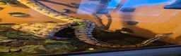 Python Snake reptiles for sale: Ball Python + XL Vivarium in Lichfield - Advert 2