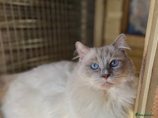 Ragdoll cats Adult male ragdoll stud - Advert 9