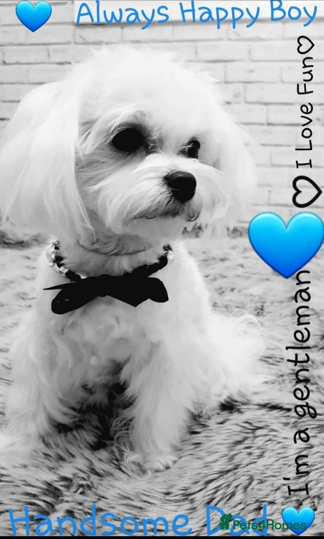 Maltese dogs for sale: Maltese ♡ Pedigree ♡  - Advert 8