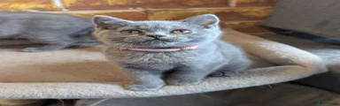 British Shorthair Kitten blue