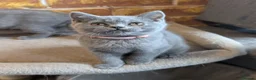 British Shorthair cats for sale: GCCF British Shorthair kittens  - Advert 4