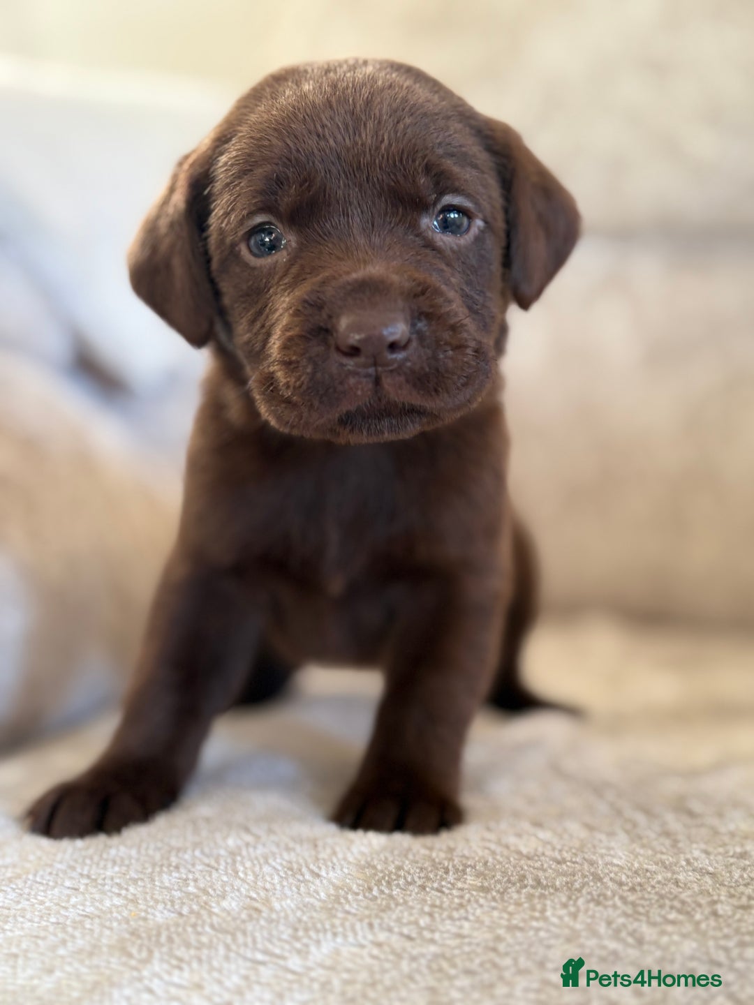 Labrador Retriever dogs for sale: Stunning Labrador puppies - Advert 13