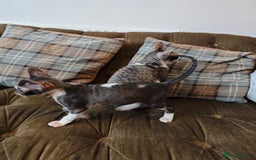 Cornish Rex cats for sale: Cornish Rex kitten  - Image 7