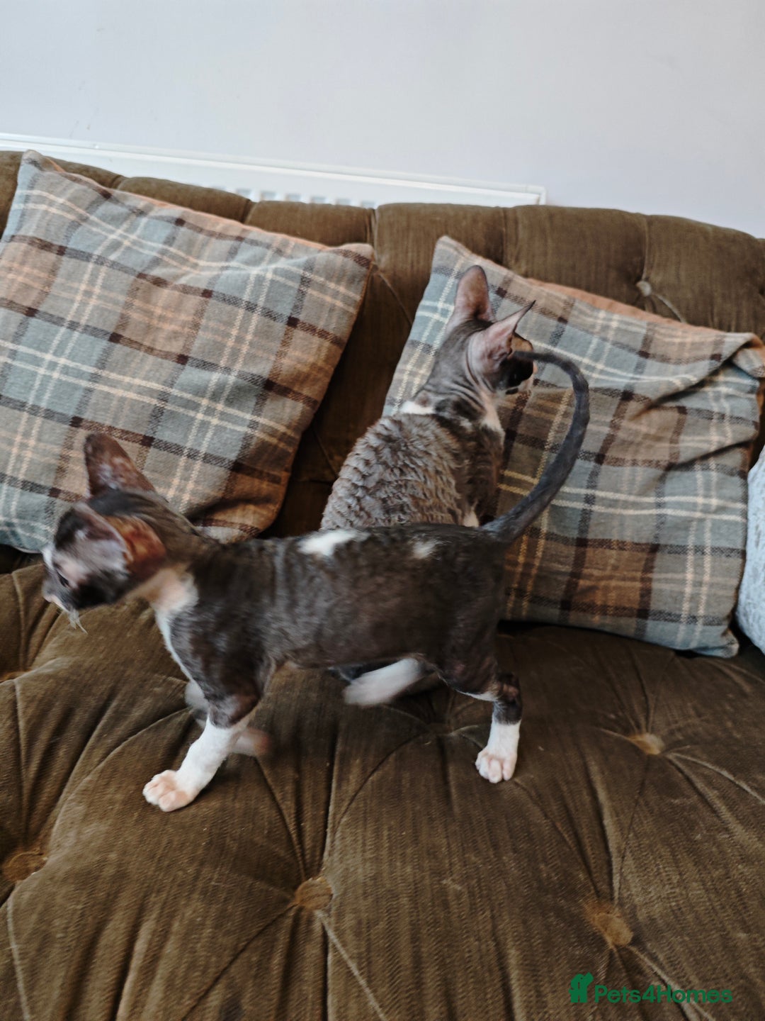 Cornish Rex cats for sale: Cornish Rex kitten  - Image 7