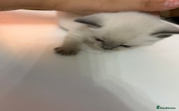 Ragdoll cats for sale: Ragdoll x main coon x British shorthair mix  - Image 35