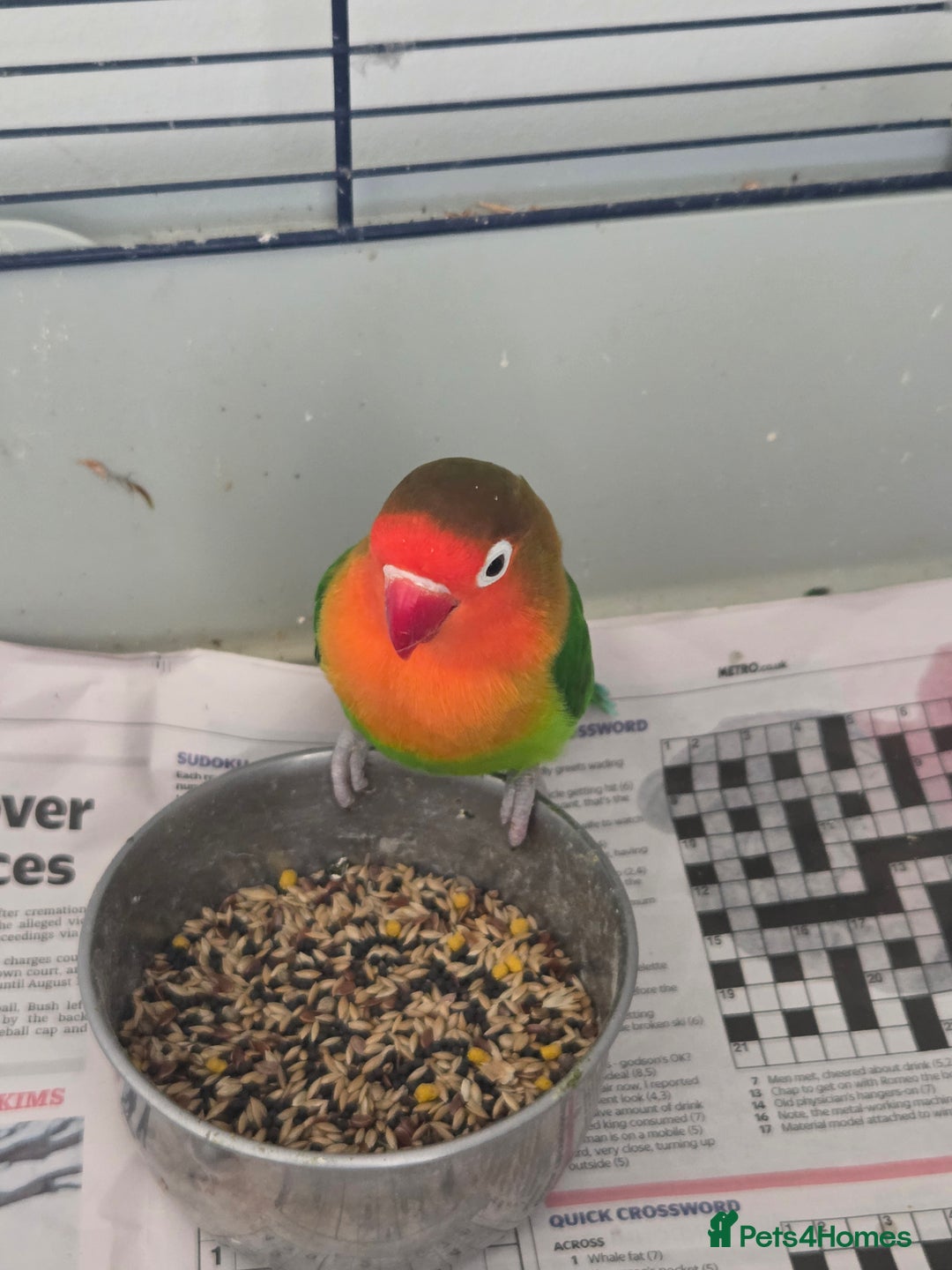 Lovebirds birds for sale: 2 lovebirds for sale - Image 5