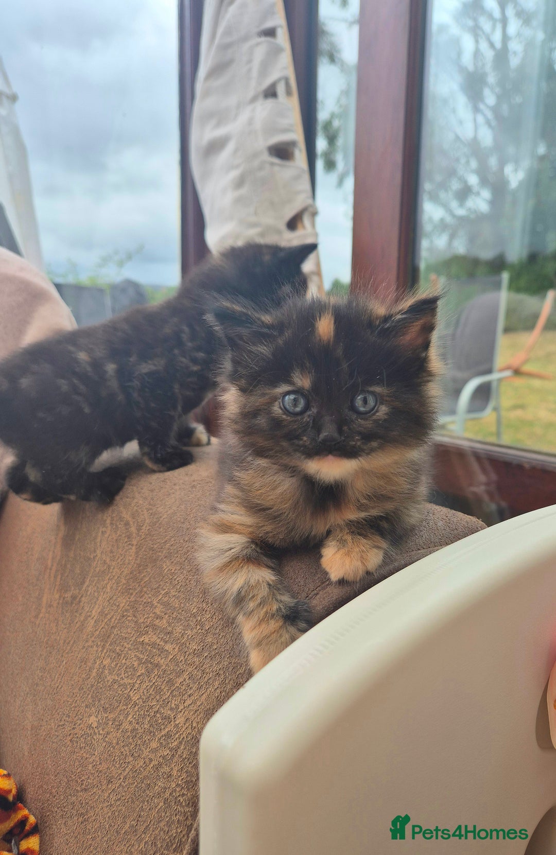 Mixed Breed cats for sale: Super friendly, fluffy kittens! 😻 - Image 29