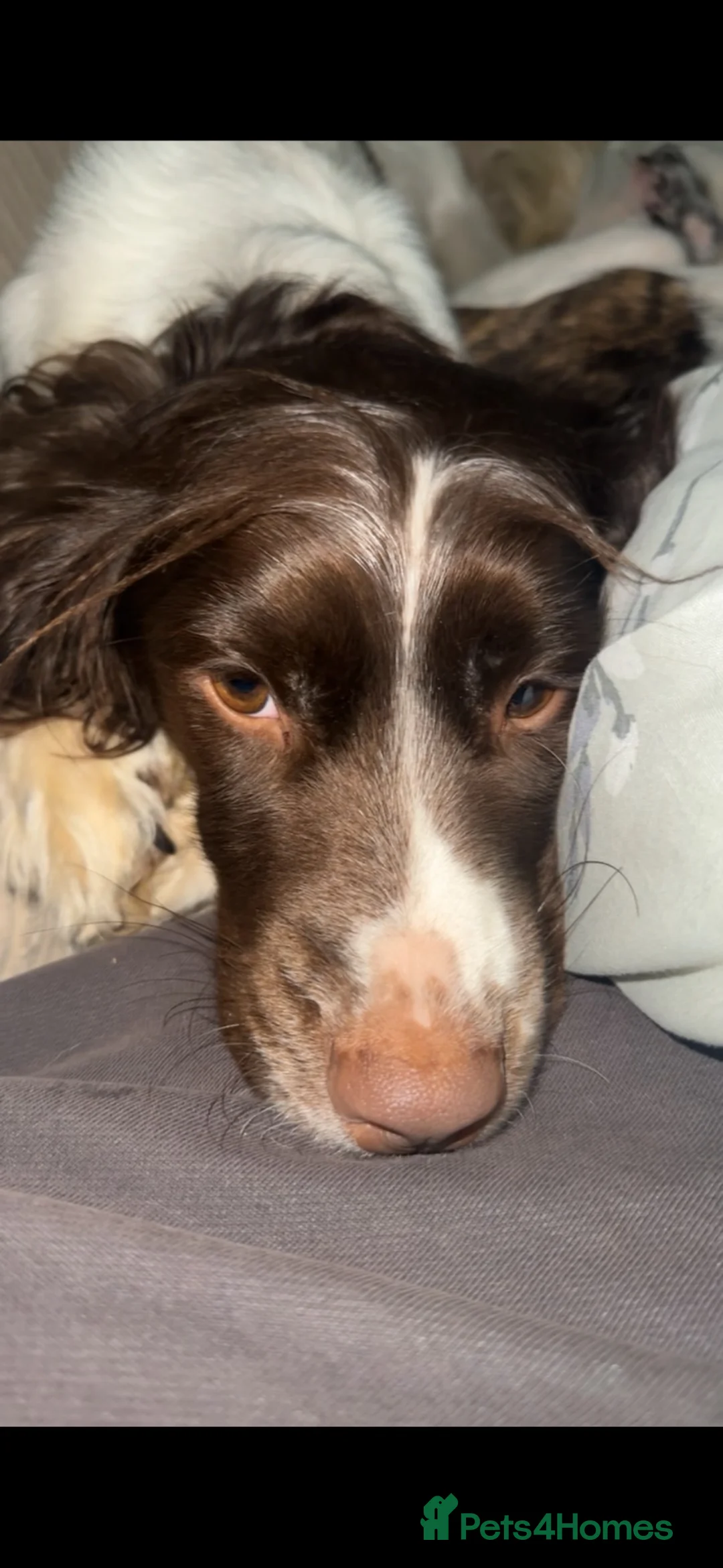 English Springer Spaniel dogs for sale: Springer Spaniel  - Advert 8
