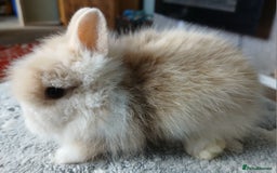 Lionhead rabbits for sale: Stunning DM Lionhead baby rabbits  - Image 2
