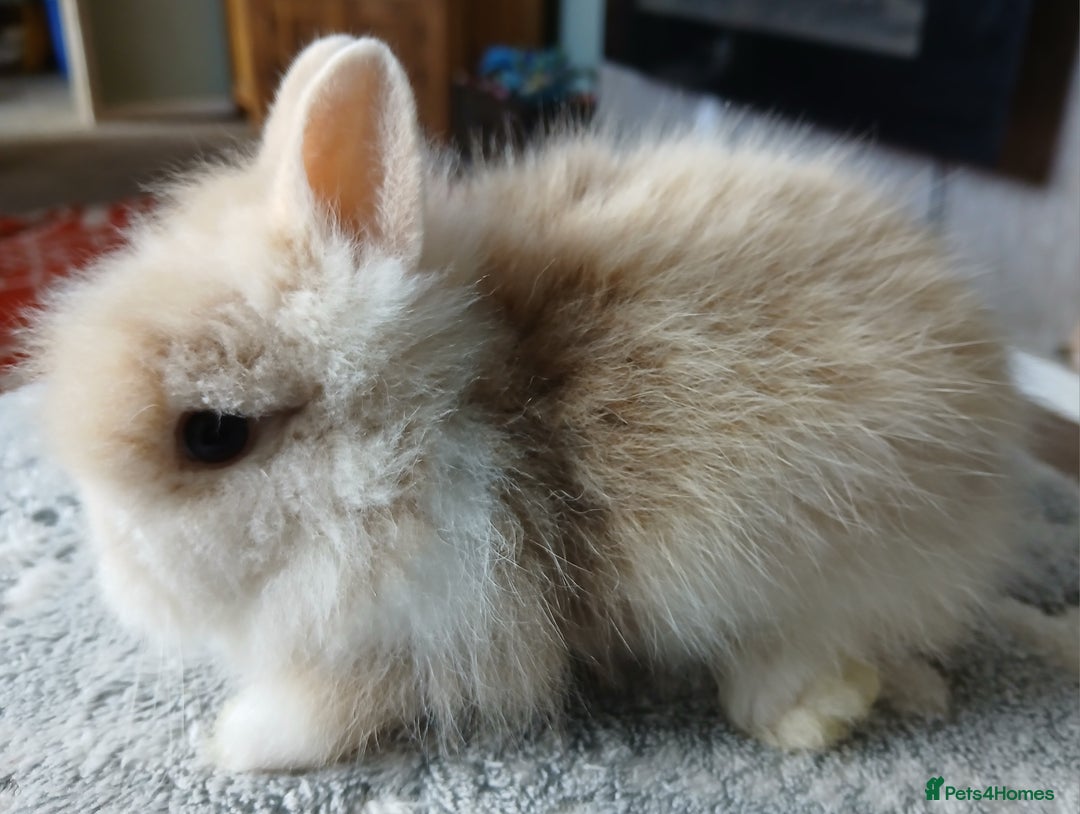 Lionhead rabbits for sale: Stunning DM Lionhead baby rabbits  - Image 2