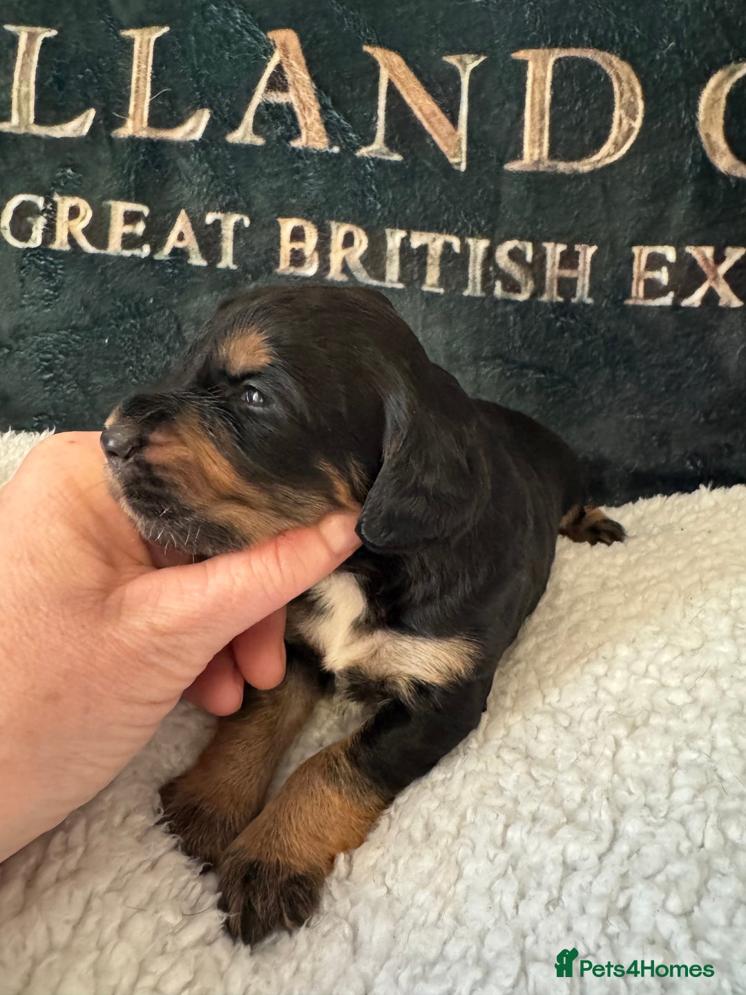Cocker Spaniel dogs for sale: A gorgeous litter of WCS - Advert 14