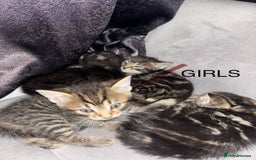 Mixed Breed cats for sale: Tabby Kittens For Sale  - Advert 4