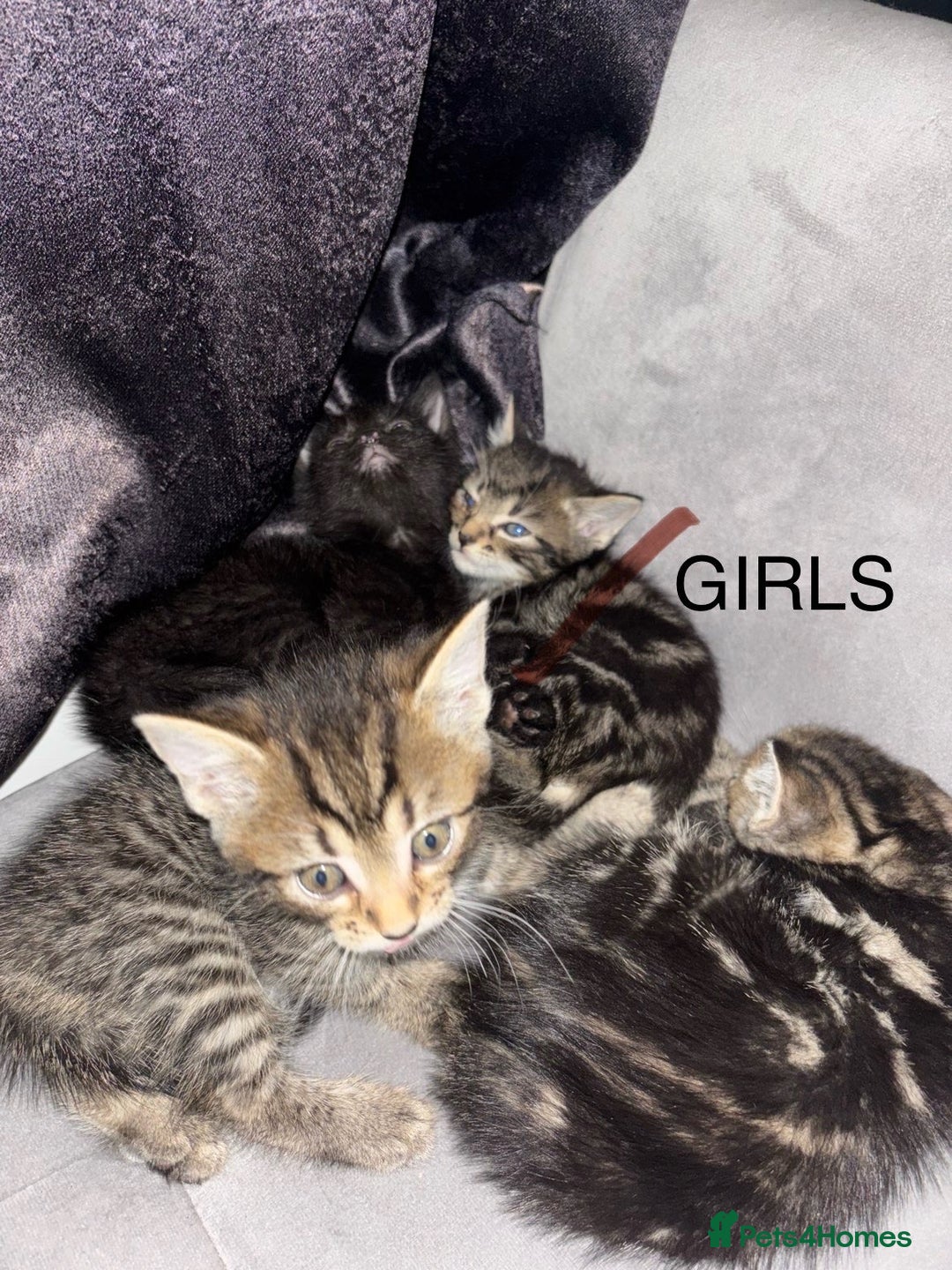Mixed Breed cats for sale: Tabby Kittens For Sale  - Advert 4