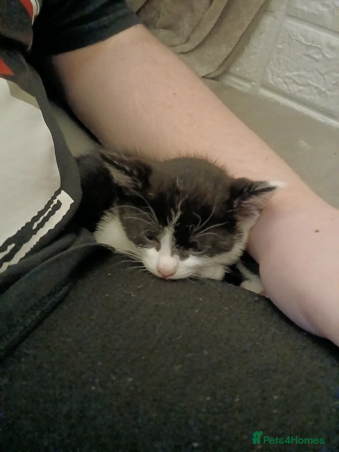 Mixed Breed cats for sale: 3 beautiful kittens  - Advert 2