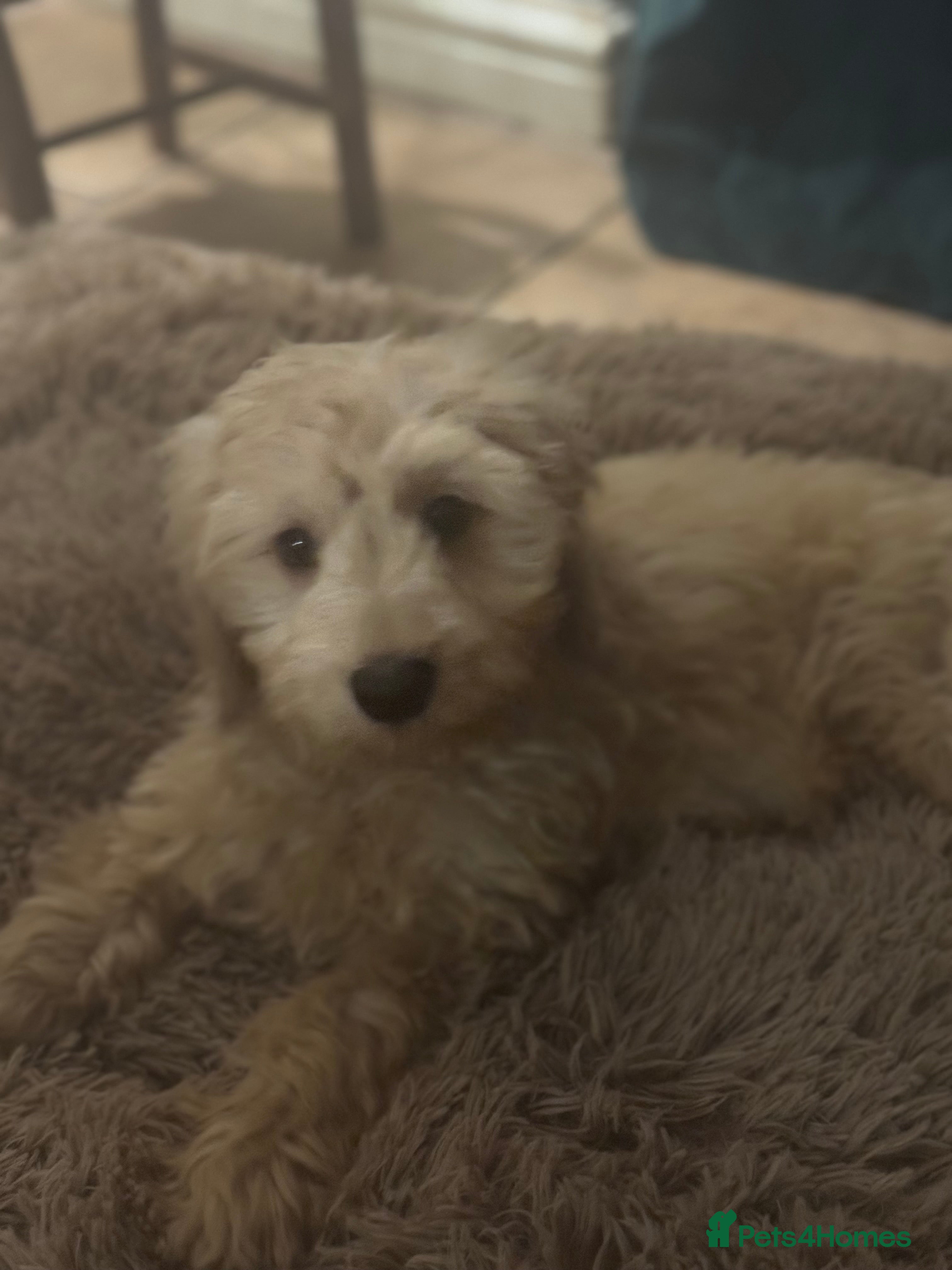Goldendoodle dogs Humphrey – Male F1B Miniature Goldendoodle | - Advert 3