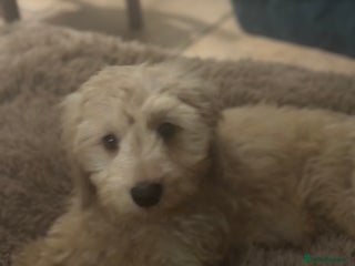 Goldendoodle dogs Humphrey – Male F1B Miniature Goldendoodle | - Advert 13