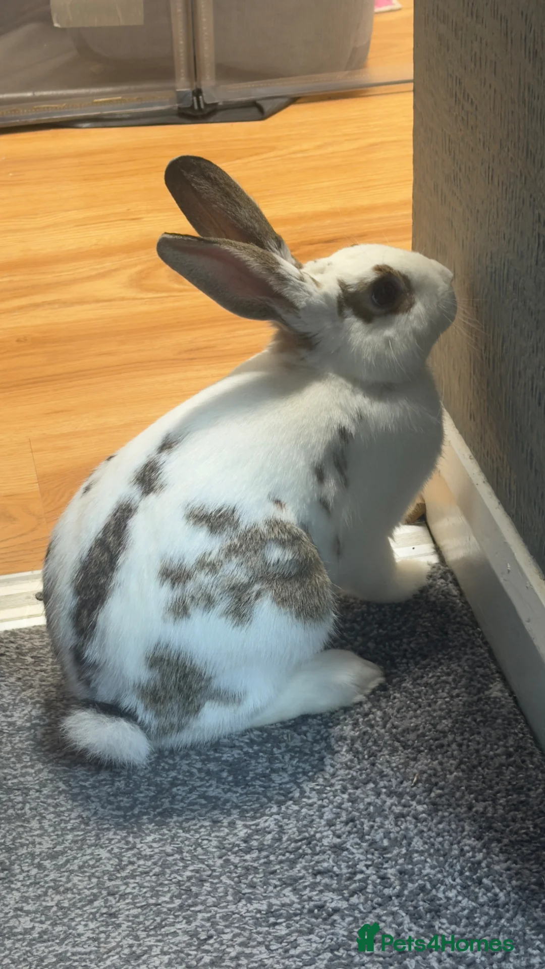 Mixed Breed rabbits for sale: Beautiful Rabbit ready to be rehomed  - Advert 1