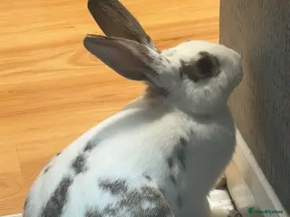 Mixed Breed rabbits Beautiful Rabbit ready to be rehomed - Advert 3