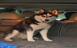 Siberian Husky dogs for sale: Meet Maximus 10 moth old Siberian Husky  - Image 7