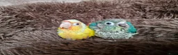 Conures birds for sale: Beautiful fully hand reared conure baby's  - Advert 4