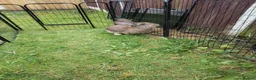 Continental Giant rabbits for sale: Pure continental giant rabbit male  - Advert 5