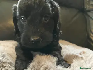 Cockapoo dogs **READY TO FIND NEW HOMES** - Advert 1