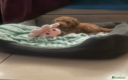 Cockapoo dogs for sale: Mylo our 9 weeks old cockapoo BOY - Advert 2