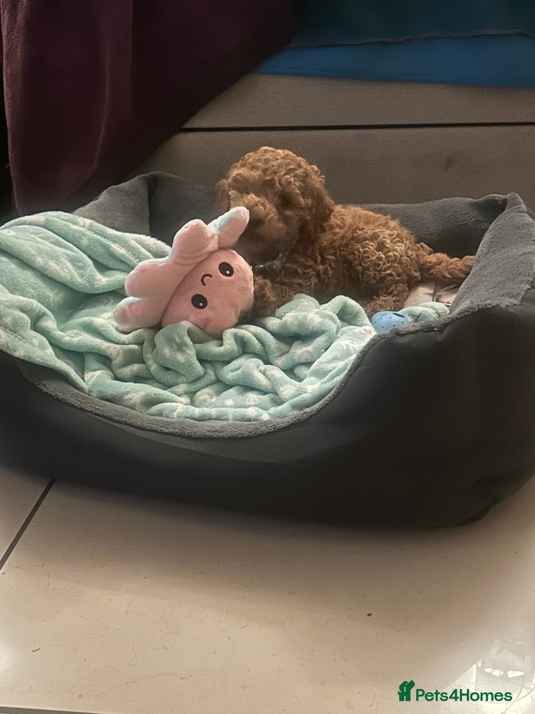 Cockapoo dogs for sale: Mylo our 9 weeks old cockapoo BOY - Advert 2