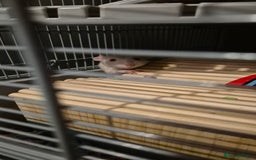 Rat rodents for sale: Salt the lovely rat  - Image 4