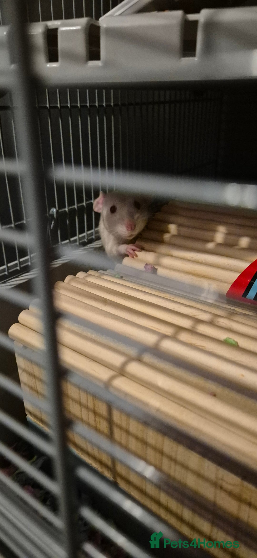 Rat rodents for sale: Salt the lovely rat  - Image 4