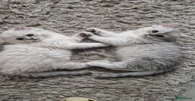 Persian cats - Advert 4