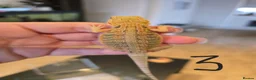 Bearded Dragon reptiles for sale: Baby bearded dragons  - Advert 3