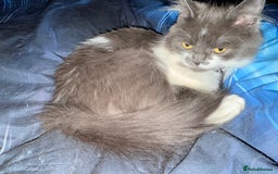 Ragdoll cats for sale: Beautiful Ragdoll girl  - Image 3