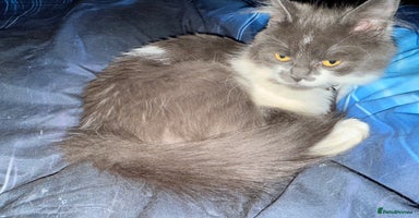 Ragdoll cats - Advert 1