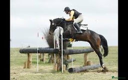 Irish Sports horses for sale: Teens horse / mother / daughter share - Image 26